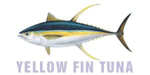 Yellow Fin Tuna, Ahi